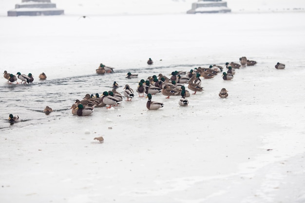 Muchos hermosos patos en el río helado en invierno