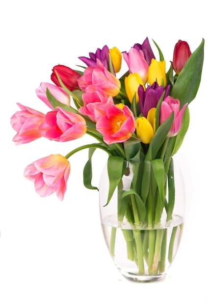 Muchos hermosos tulipanes de colores con hojas en un jarrón de vidrio aislado sobre fondo transparente. Foto con flores frescas de primavera para cualquier diseño festivo.