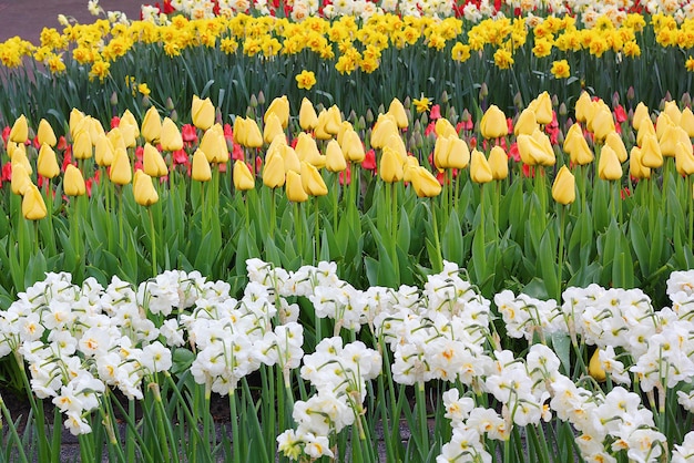 Muchos hermosos tulipanes en el jardín.