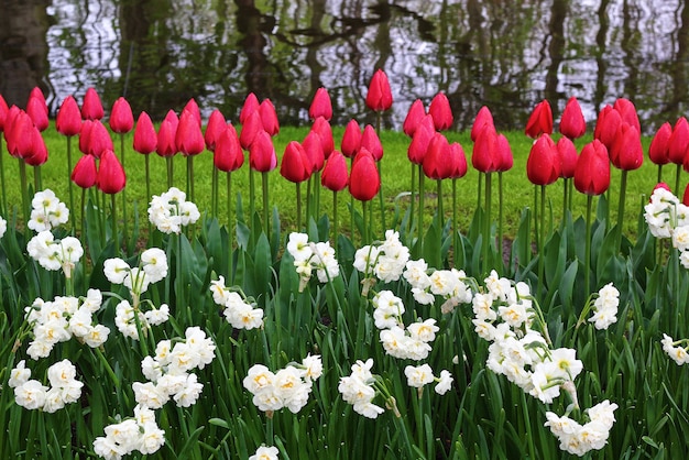 Muchos hermosos tulipanes en el jardín.