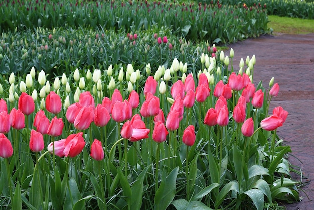 Muchos hermosos tulipanes en el jardín.