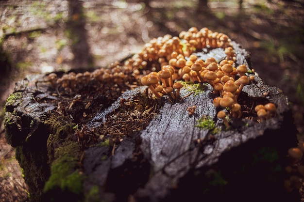 Muchos hongos pequeños crecen en un tocón de árbol en el bosque. Punto de vista bajo en el paisaje natural. Espacio de copia de fondo de naturaleza borrosa. Estacione la profundidad de enfoque baja. Entorno de la ecología.