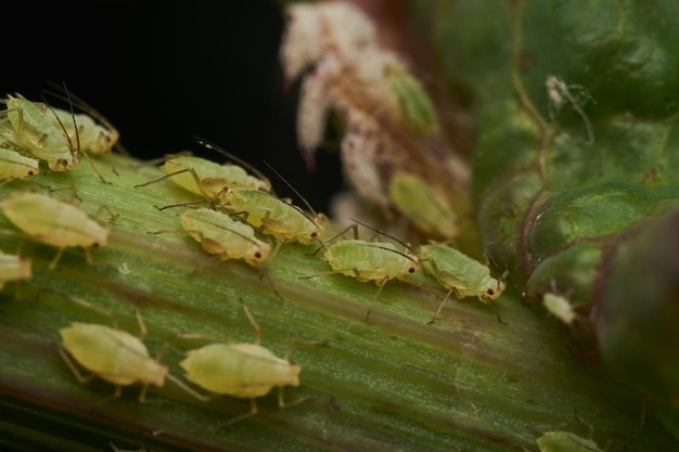 Muchos insectos recién nacidos verdes en el tallo de la planta