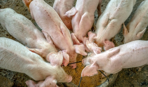 Muchos lechones pequeños están luchando por la comida en una vista superior de la granja rural de cerdos