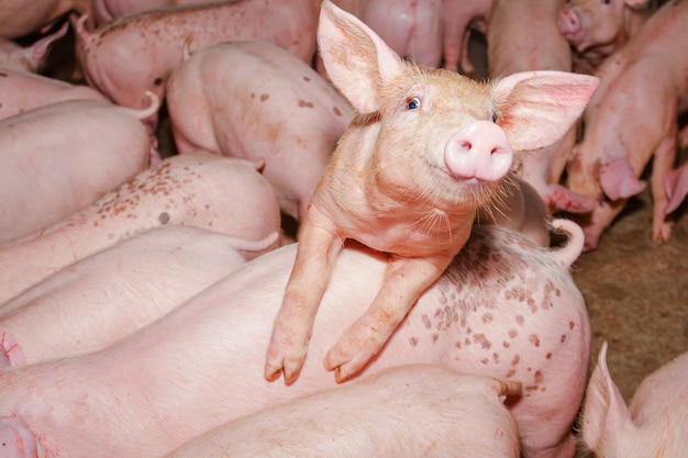 Muchos lechones pequeños en granjas en áreas rurales alimentados con agricultura orgánica.