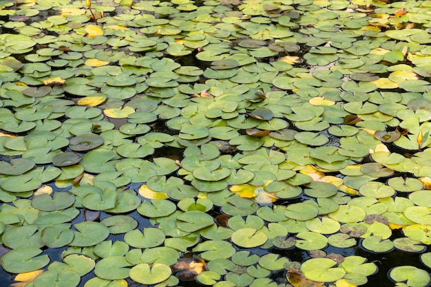 Muchos lirios de agua verdes en el agua