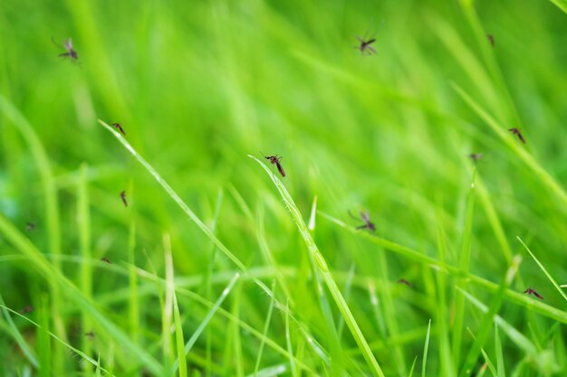 Muchos mosquitos en el campo de hierba verde