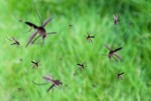 Muchos mosquitos vuelan sobre el campo de hierba verde