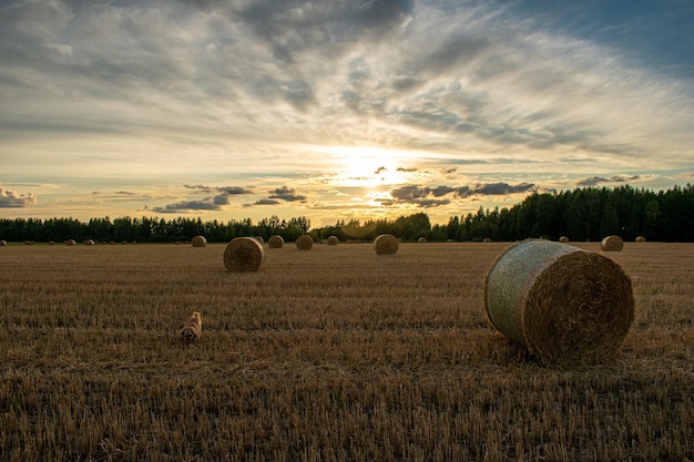 Muchos pajar yacen en el campo.