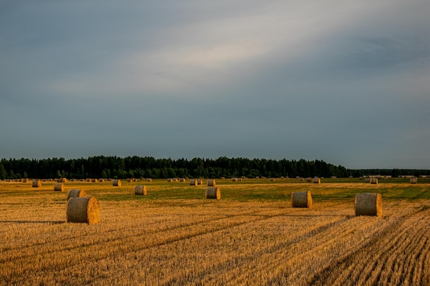 Muchos pajar yacen en el campo.