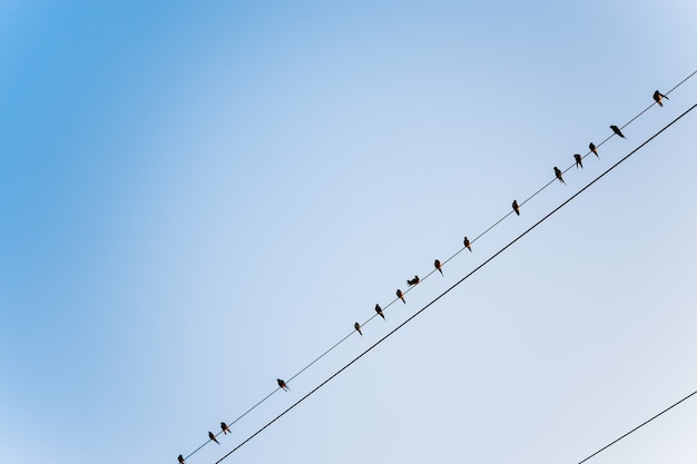 Muchos pájaros se juntan con las líneas eléctricas sobre el cielo despejado, los pájaros en un cable de alambre.