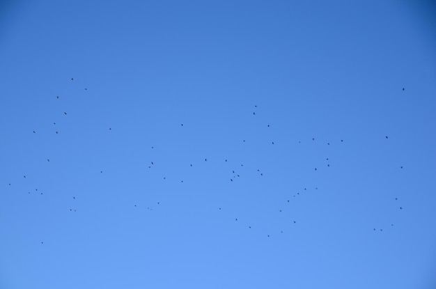 Foto muchos pájaros en otoño