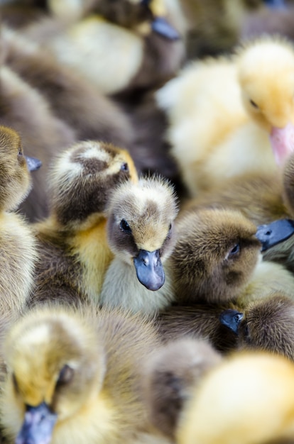 Muchos patitos a la venta en caja en Tailandia