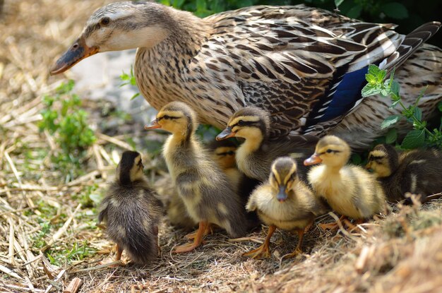 Muchos patos corredores bebé