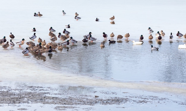 Muchos patos en el estanque congelado. Pájaros sobre hielo.