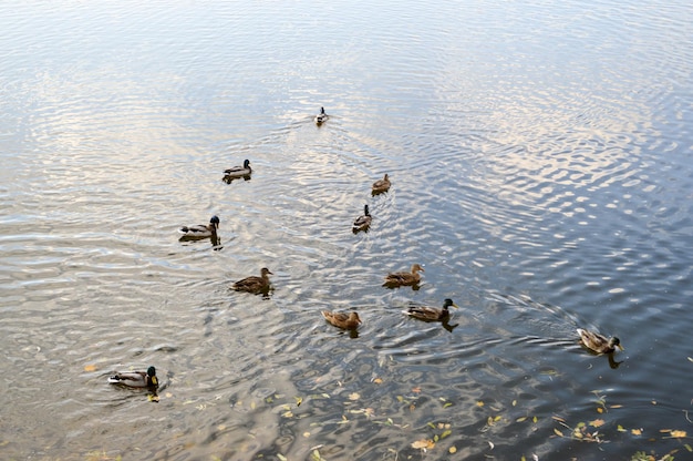 Muchos patos grises nadan en el agua en un estanque, un río, un lago con hojas amarillas de otoño