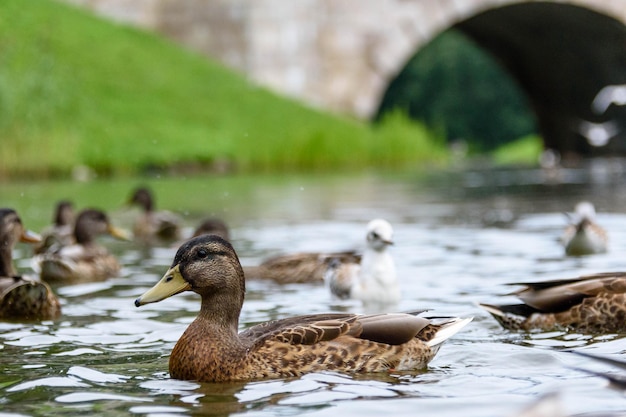 Muchos patos en el lago nadan en el parque de verano