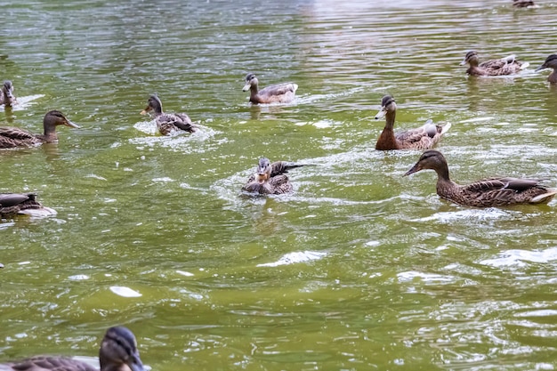 Muchos patos nadan en agua verde sucia en un río