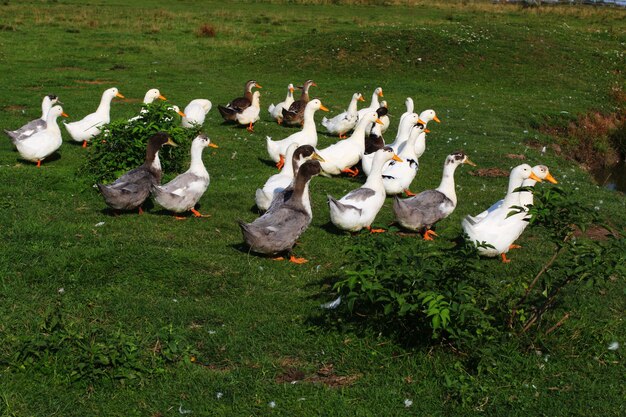 Muchos patos en el pasto en verano.