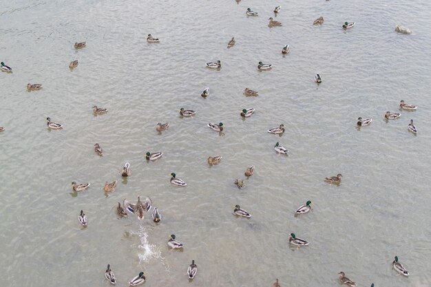 Muchos patos en el río.