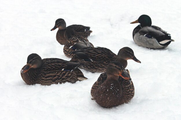 Muchos patos salvajes en la nieve en invierno.