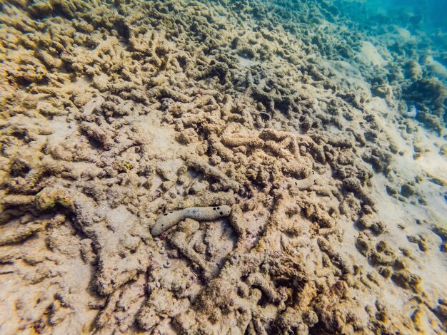 Muchos peces anémonas y criaturas marinas plantas y corales bajo el agua cerca del lecho marino con arena y piedras en colores azul y púrpura paisajes marinos vistas vida marina