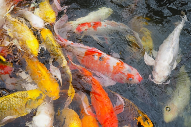 Muchos peces koi están esperando para comer en el estanque