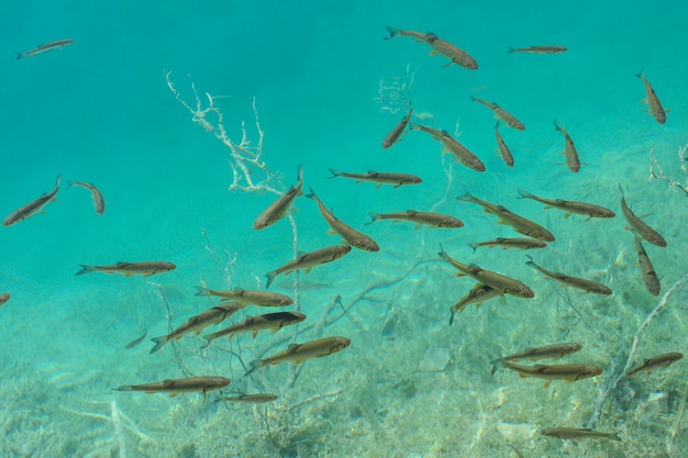 Muchos peces pequeños en agua turquesa