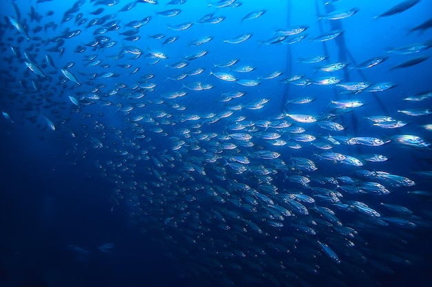 muchos peces pequeños en el mar bajo el agua / colonia de peces, pesca, escena de la vida silvestre del océano