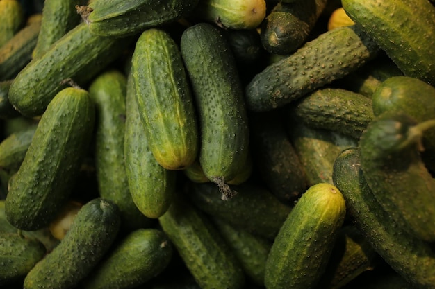 muchos pepinos verdes. pepinos papel pintado de pepino. cosecha de pepino. Cosecha de pepino.