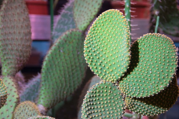 Muchos pequeños cactus redondos en el suelo, familia. Muchos cactus