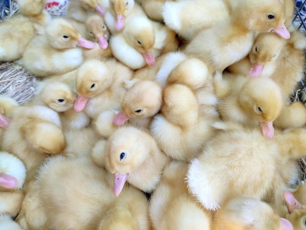 Muchos pequeños patos jóvenes amarillos closeup muchos patitos vista superior ganadería agroindustria mascota doméstica a