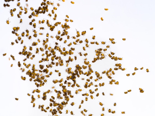 Muchos pequeños spiderlings