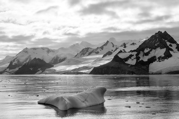 Muchos pingüinos en un gran iceberg en la Antártida