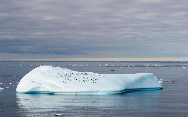 Muchos pingüinos en un gran iceberg en la Antártida