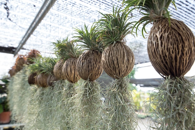 Muchos de Tillandsia usneoides colgando del árbol Dry Suicide bajo la inclinación negra