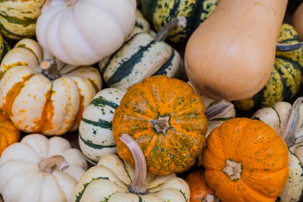 Muchos tipos de calabaza naranja madura