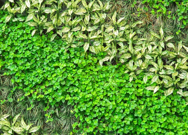 muchos tipos de plantas en la pared como fondo