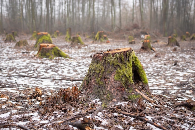 Muchos tocones de árboles cortados en bosques