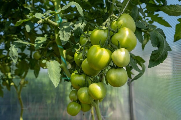 Muchos tomates verdes en un arbusto en un invernadero