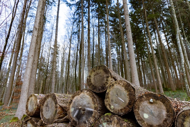 Muchos troncos grandes en un denso bosque de otoño