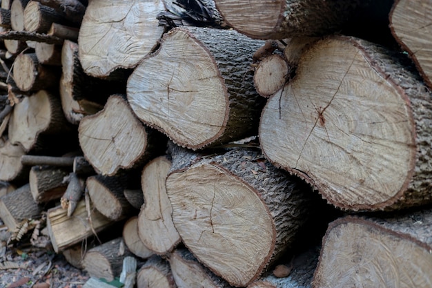 Muchos troncos de madera marrón. Grande y pequeño colocado en el piso.