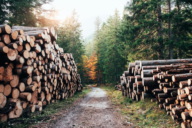 Muchos de los troncos que se encuentran a los lados de la caminata en los hermosos bosques de otoño