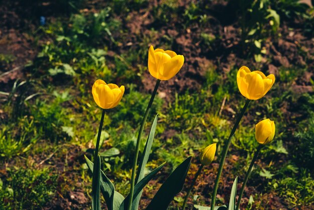 Muchos tulipanes amarillos crecen en el suelo sobre un fondo de hierba verde con espacio de copia.