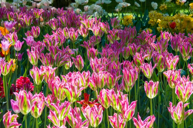 Muchos tulipanes multicolores brillantes