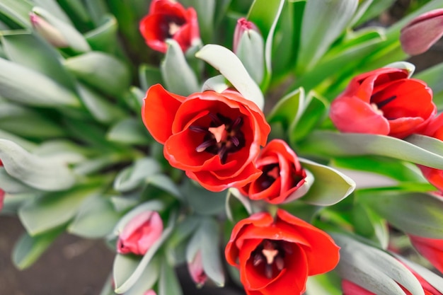 Foto muchos tulipanes rojos en un invernadero