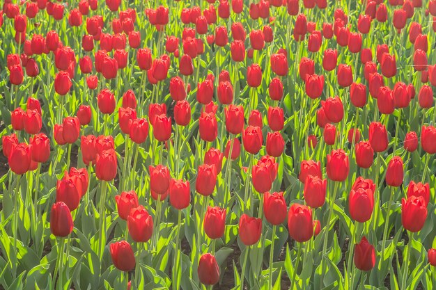 Muchos tulipanes rojos varietales en parque de la ciudad