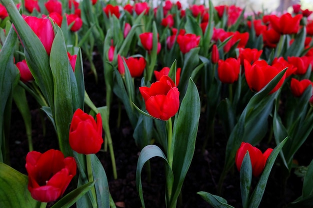 Muchos tulipanes rojos