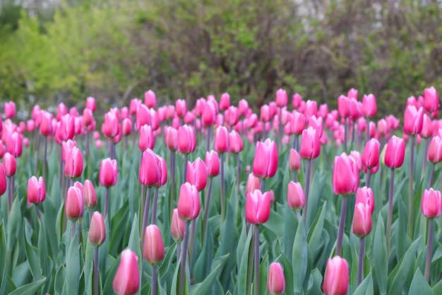 Muchos tulipanes rosados grandes en el parque