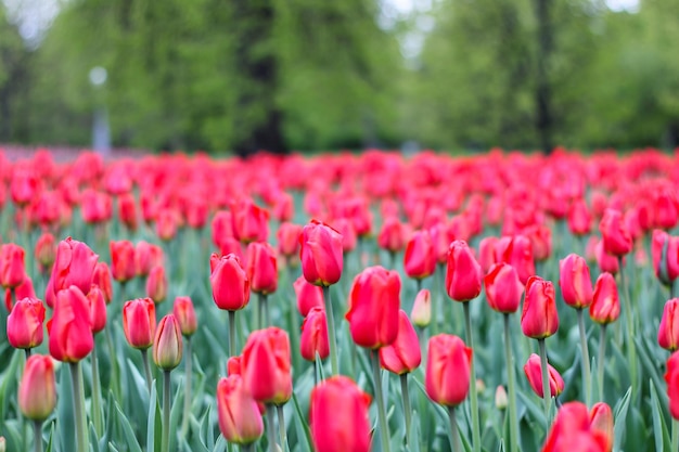 Muchos tulipanes rosados en el parque
